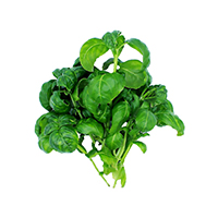 Fresh basil for pesto